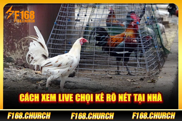 Cách xem live chọi kê rõ nét tại nhà Cách xem live chọi kê rõ nét tại nhà