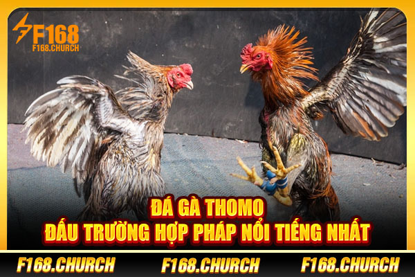 Đá Gà Thomo - Đấu Trường Hợp Pháp Nổi Tiếng Nhất ASEAN