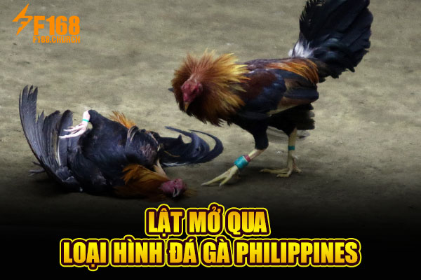 Lật mở qua loại hình đá gà Philippines Lật mở qua loại hình đá gà Philippines