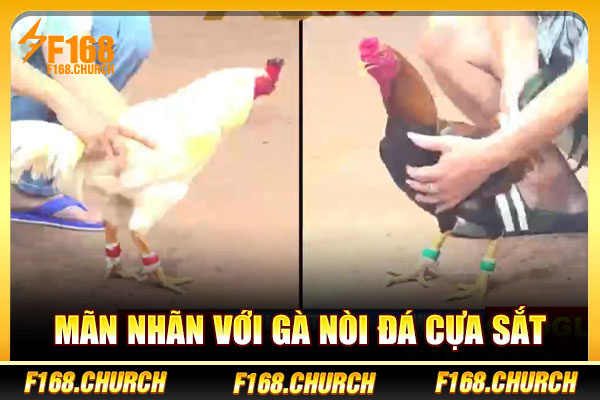 Mãn nhãn với gà nòi đá cựa sắt Mãn nhãn với gà nòi đá cựa sắt