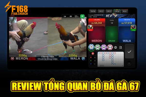 Review tổng quan bồ đá gà 67