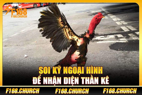 Soi kỹ ngoại hình để nhận diện thần kê Soi kỹ ngoại hình để nhận diện thần kê