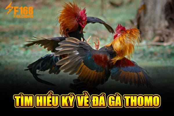 Tìm hiểu kỹ về đá gà Thomo Tìm hiểu kỹ về đá gà Thomo