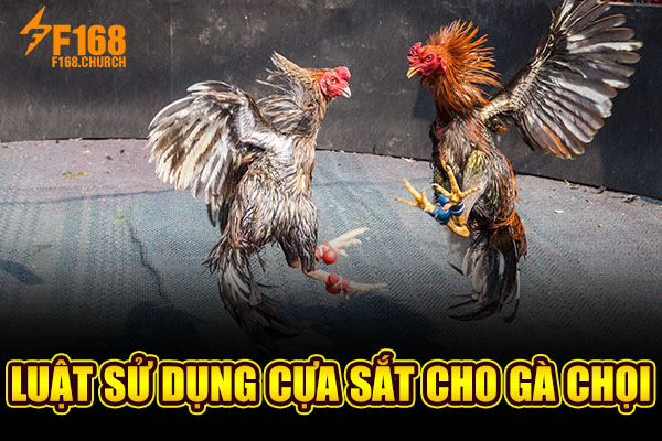 Luật sử dụng cựa sắt cho gà chọi